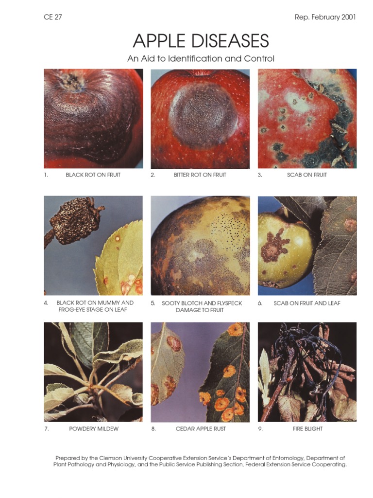 Identifying and Controlling Common Apple Diseases | PDF | Branches Of ...