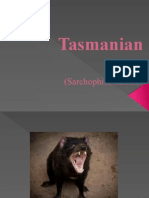 Tasmanian Devil: (Sarchophius Harrisii)