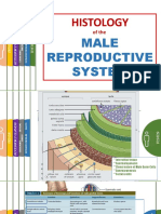 Histology: Male Reproductive System