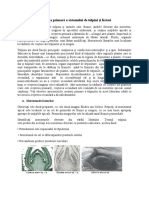 Structura Primară A Sistemului de Tulpini Si Lăstari