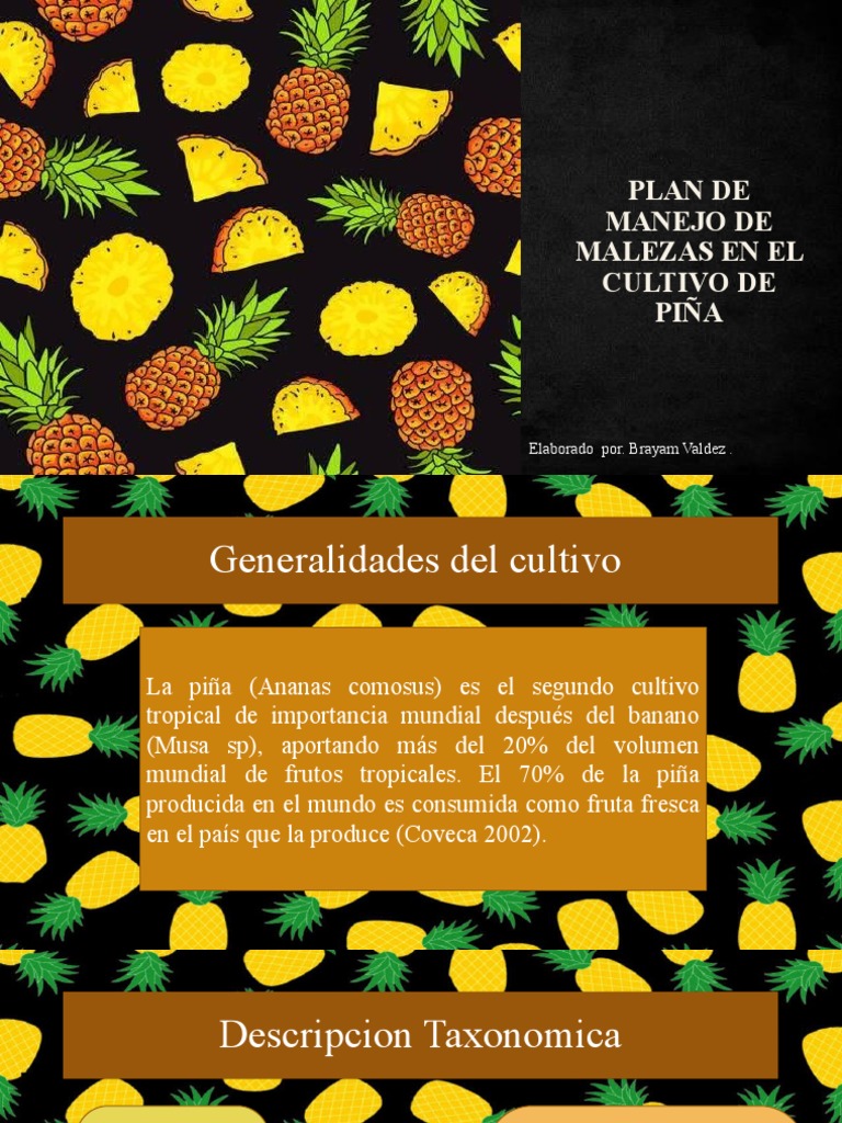 Presentacion Piña | PDF | Piña | Siembra