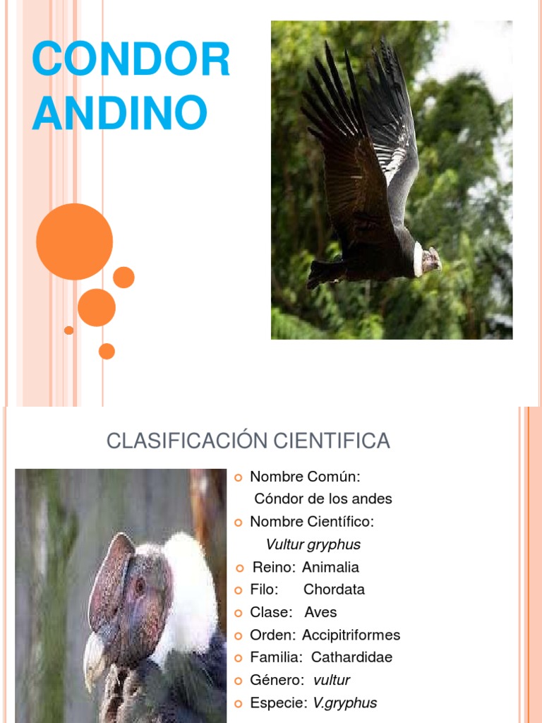 Mafer Cóndor Andino PDF | PDF