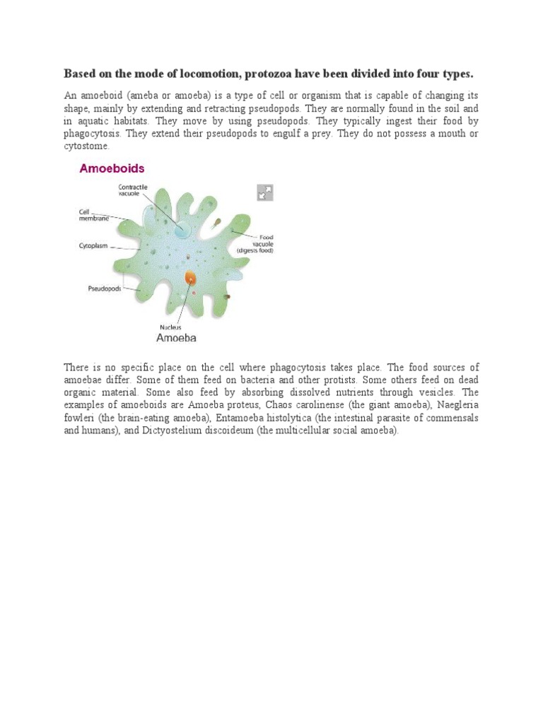 Classification of protozoa pdf protozoa eukaryotes