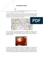 Clostridium tetani