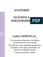 Anatomía y funciones de la glándula paratiroides