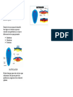 Capas Germinales