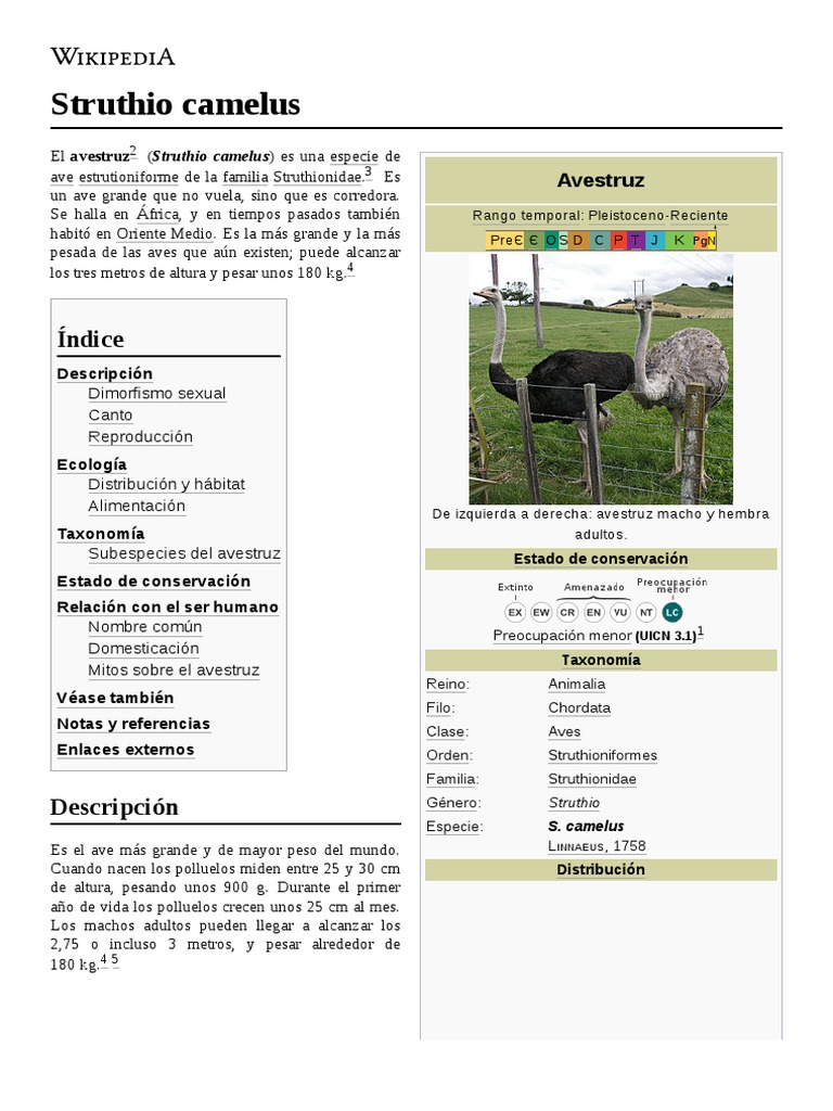 Struthio Camelus | PDF | Paravianos | Aves