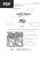 A. Label The Diagrams Below: WORKSHEET 7.3 Respiration in Plants