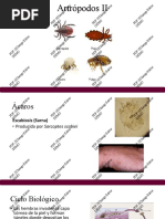 Clase Artropodos II.pptx