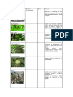 Programa de Fertilizacion en El Cultivo Chirimoyo