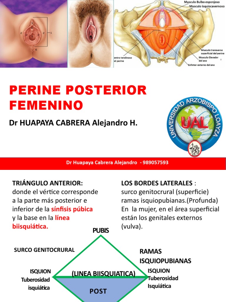Anatomía del Perineo Posterior Femenino | PDF | Hemorroides | Sistema ...