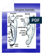 LP3 Embrio PDF