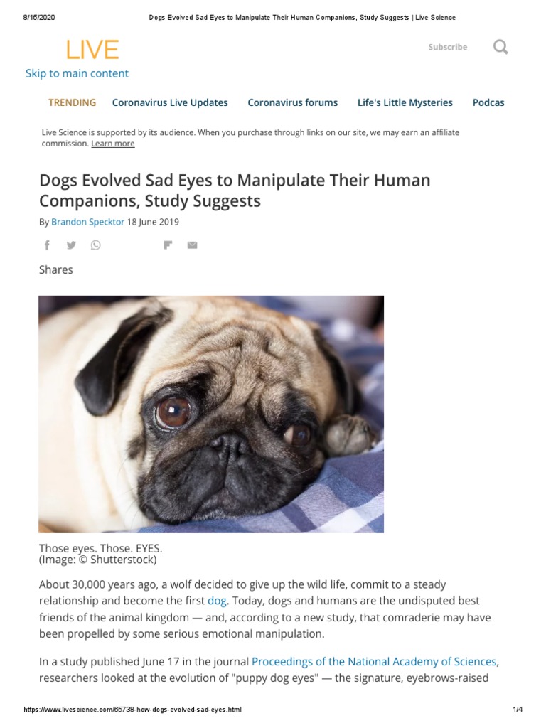 Dogs Evolved Sad Eyes To Manipulate Their Human Companions, Study ...