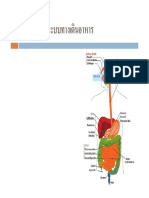 ยาออกฤทธิ์ต่อระบบทางเดินอาหาร PDF