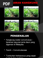 Penanaman Kangkung