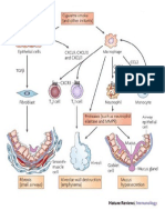 PPOK Imunology