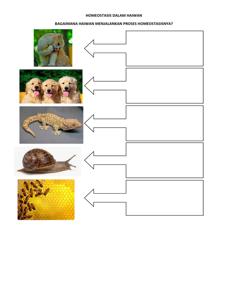 Haiwan homeostasis dalam Homeostasis