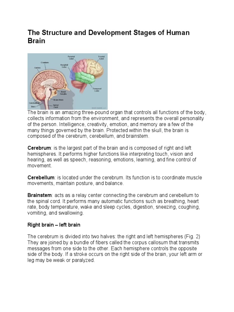 Human Brain Structure and Development | PDF | Lateralization Of Brain ...