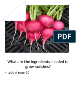 Growing radishes: a step-by-step guide
