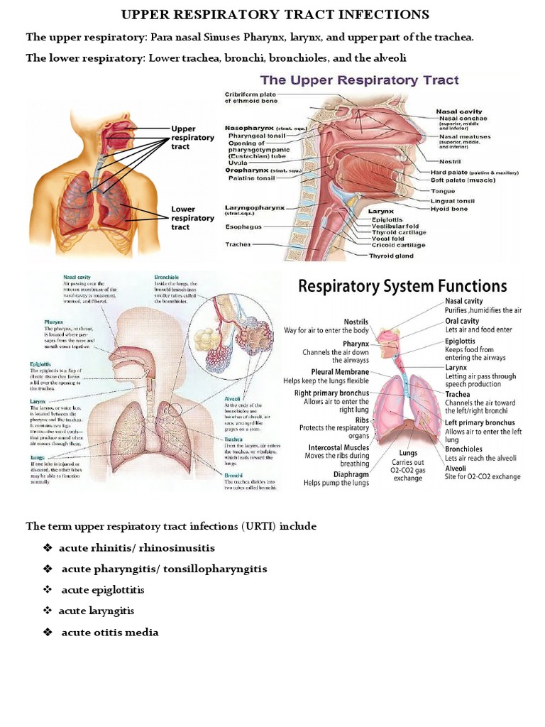Upper Respiratory Tract Infections | PDF | Mucus | Pneumonia