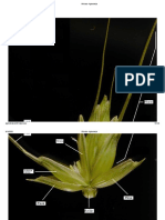 Pšenica - Agronomija 16-20 PDF