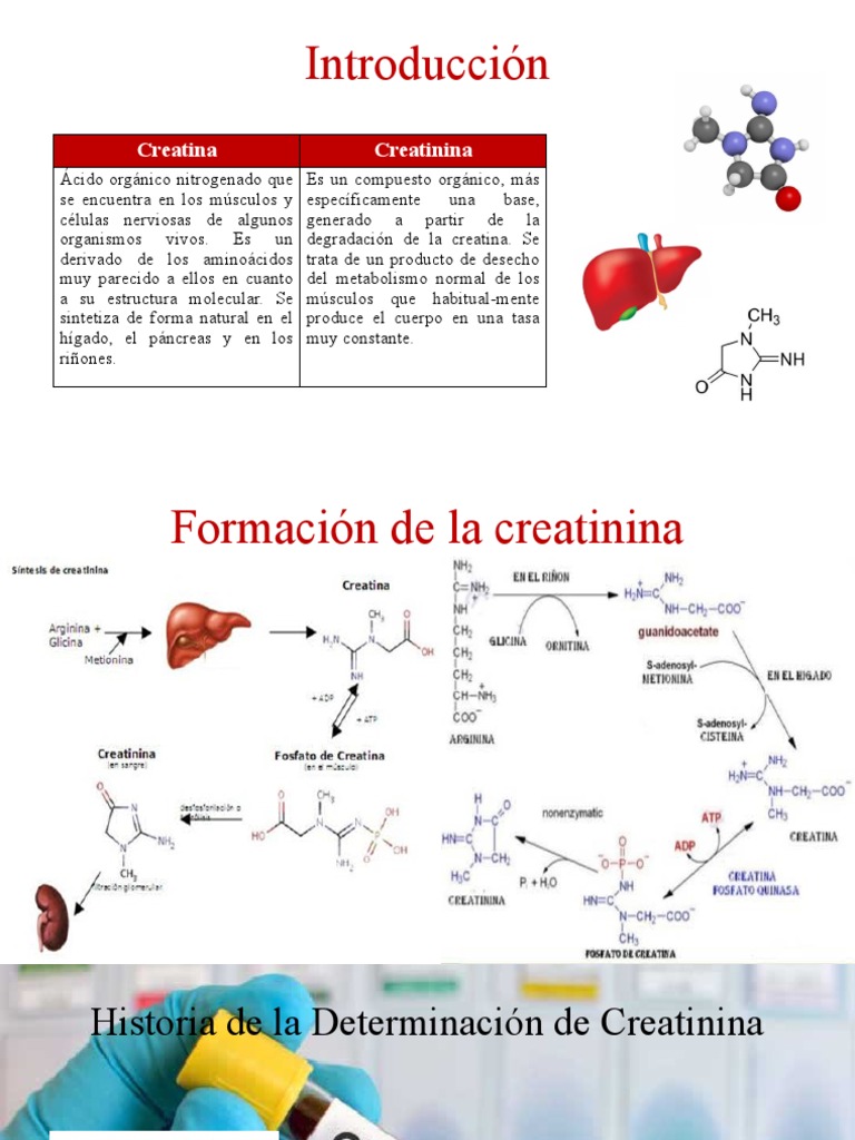 Metabolismo y Diagnóstico de Creatinina | PDF | Riñón | Sistema urinario