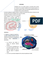 Citoplasma PDF