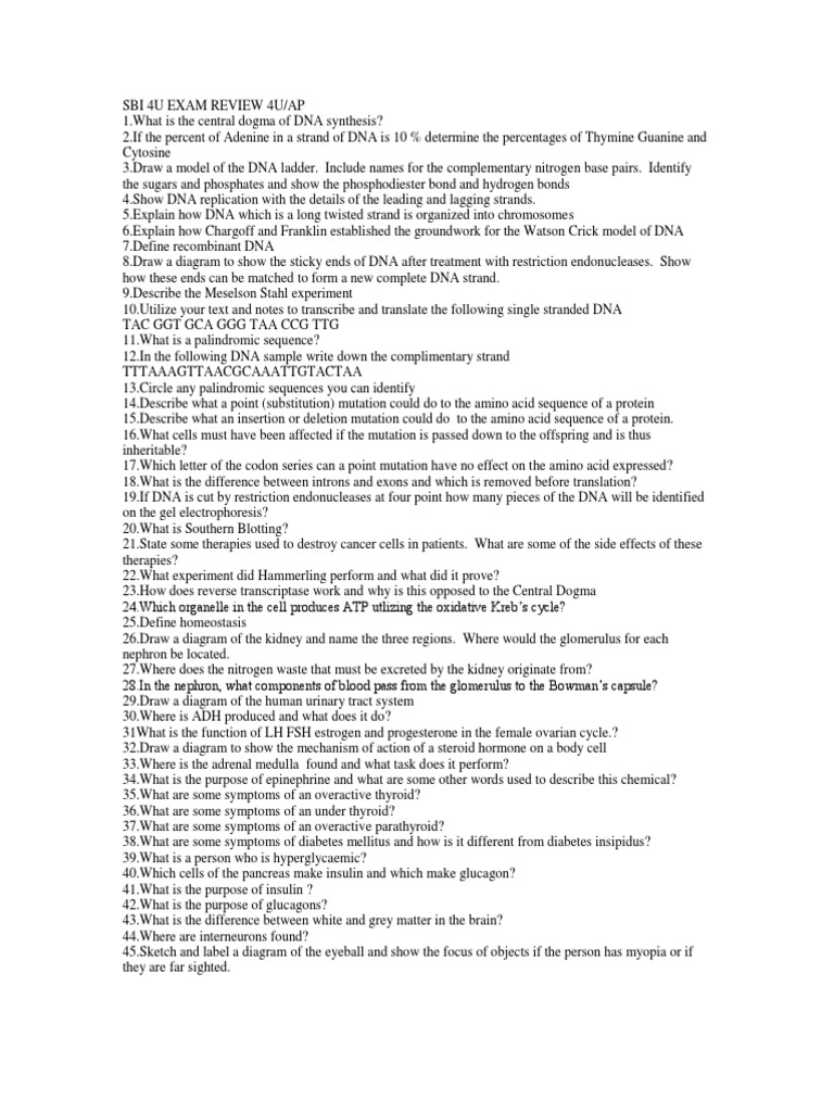 Sbi 4u Exam Review Update | PDF | Point Mutation | Dna Replication