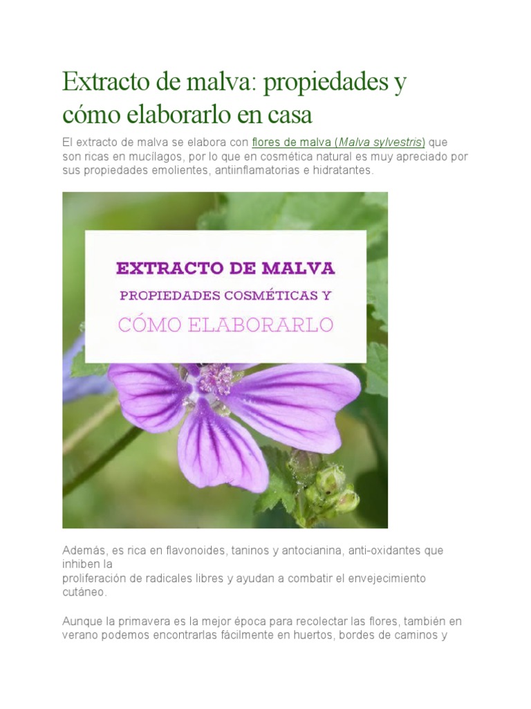 Propiedades y elaboración del extracto de malva | PDF | Hogar ...