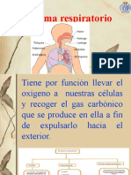 Sistema respiratorio