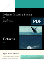 Órdenes Cetacea y Sirenia
