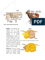 Sistema Digestivo Poligastrico POLIGASTRICOS