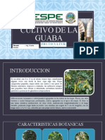 Loor - Andhy - Cultivo de La Guaba