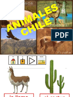 Animales y Zona 1