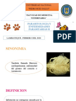 Dirofilaria Canina