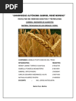 Morfología y Fisiología del Trigo | PDF | Tallo de la planta | Flores