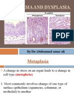 Metaplasia and Dysplasia: By/Dr - Abdisamad Omar Ali