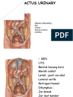 Organ Uriner Tract