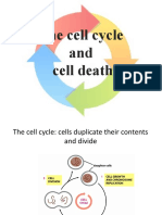 Cell Cycle and Apoptosis 2020