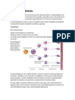 Espermatogénesis