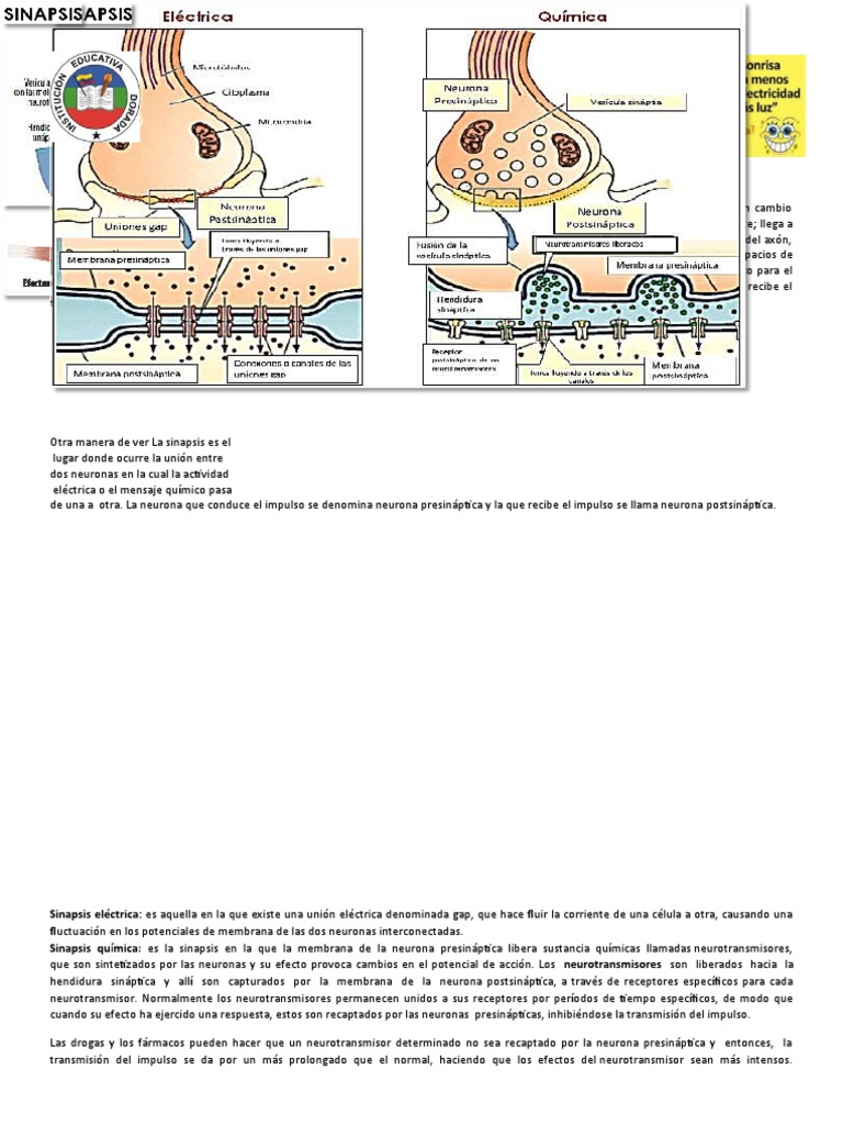 Impulso Nervioso y Sinapsis Explicados | PDF | Potencial de acción ...