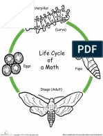 Color Life Cycle 14 PDF