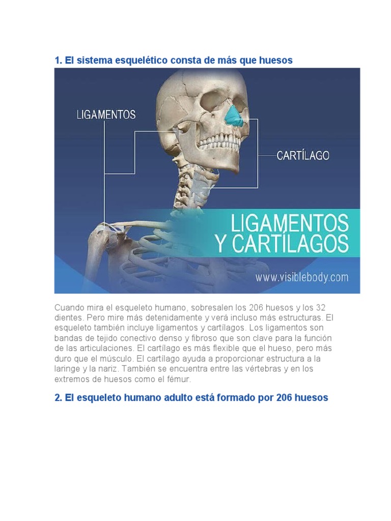 El Sistema Esquelético Consta de Más Que Huesos | PDF, image size:768x1024
