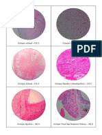 Histology Blok 3