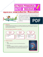 Aparato Reproductor Masculino para Quinto de Primaria PDF