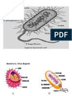 Bacteria and Virus Diagram