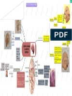 Estructura Interna de Los Hemisferios Cerebrales PDF