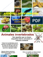 Animales Invertebrados 5to Grado