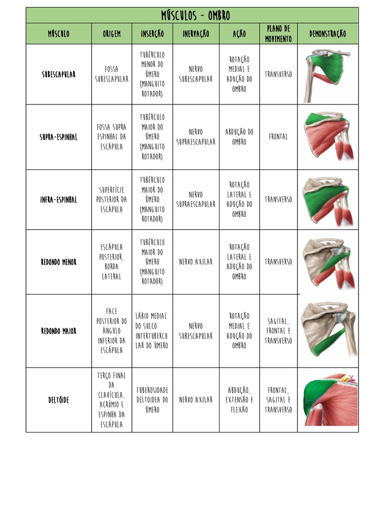 TABELA MÚSCULOS (Origem, Inserção, Ação... ) PDF | Download grátis PDF ...