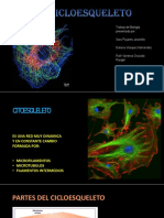 Citoesqueleto Terminado